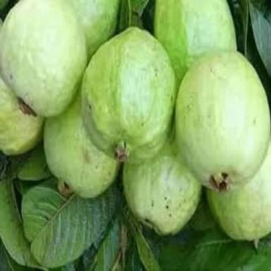 Natural Fresh Fresh Guava Fruit
