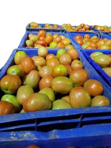 High Quality Hybrid Fresh Tomatoes