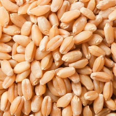 High In Protein And Vitamin Healthy Farm Fresh Edible Organic Whole Wheat Grain