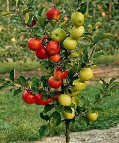 Organic Apple Fruit Plant