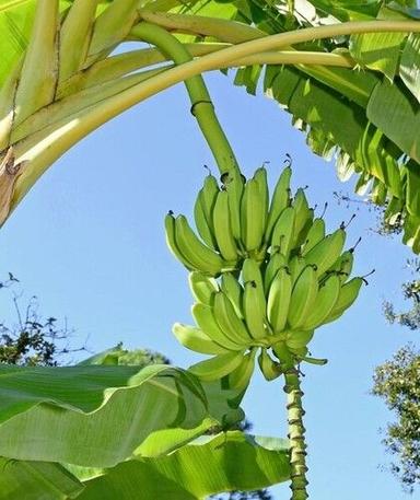 Organic Green Banana Tree