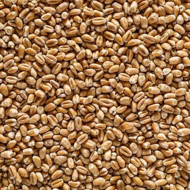 High in Protein Pure Organic Whole Wheat Grain