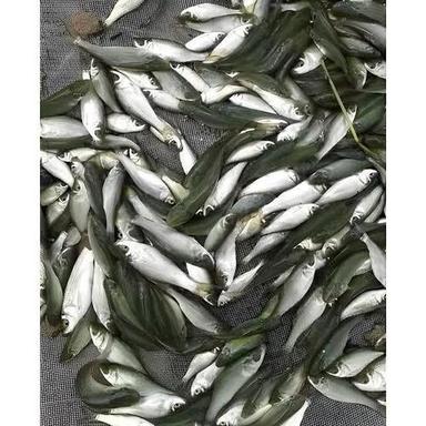 08-1.5 inches Size Rohu Fish Seed For Fish Farming Use