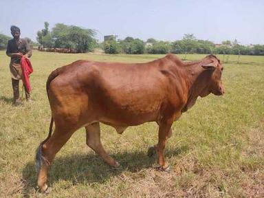 Long Necks Brown Milk Cow