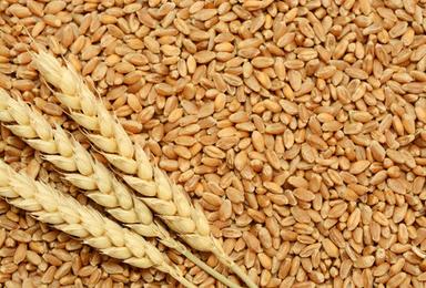 100% Pure Wheat Grain