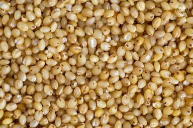 Natural Fine Processed Foxtail Millets