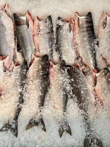 Low Carb Frozen Salmon Fish