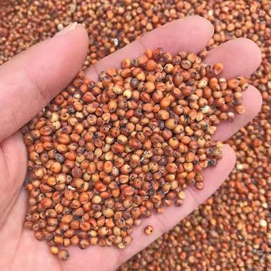 Dried and Matured Red Sorghum