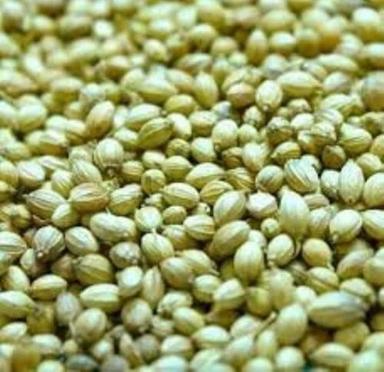Organic coriander seeds for Cooking