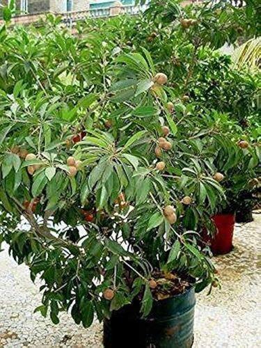 Greenplant Sapota Fruit Plant