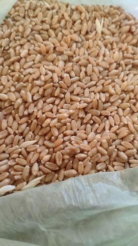 100% Organic Natural Wheat Grains