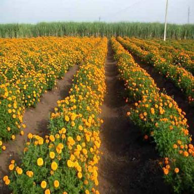 Easy To Grow And Sun Loving Marigold Plant