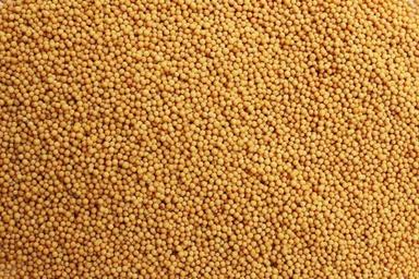 Natural Yellow Mustard Seed - Cultivation Type: ..............