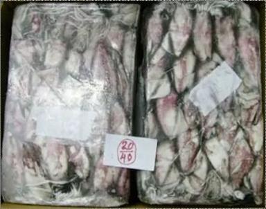 Fresh Squid Whole Seafood 