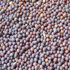 Black Mustard Seeds Grade: Food Grade