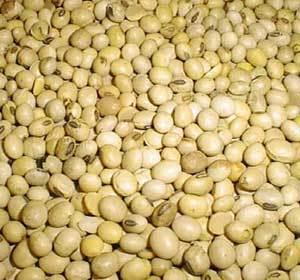 Yellowish Dried Soya Beans Seeds