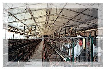 Metal Body Poultry Farm Nets Size: Various Sizes Are Available