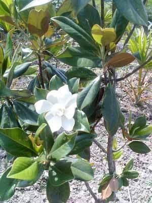 Magnolia Grandiflora Plants For Offices And Malls 