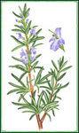 Rosemary Herb