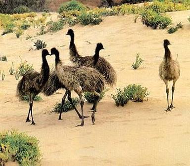 Emu Chicks Gender: Both