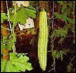 Bitter Gourd Herb Extract