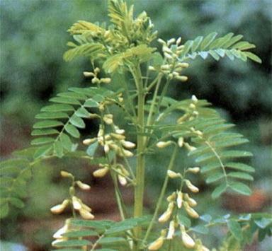 Astragalus P.E.