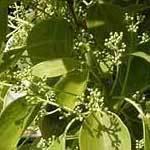 Camphor Oil