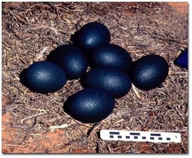 Emu Fertilized Eggs