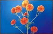 Marigold Flower Application: Industrial