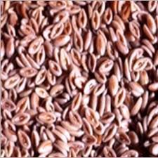 Psyllium Seeds