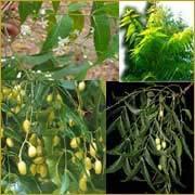 Sanitized Neem Agro And Bio- Products