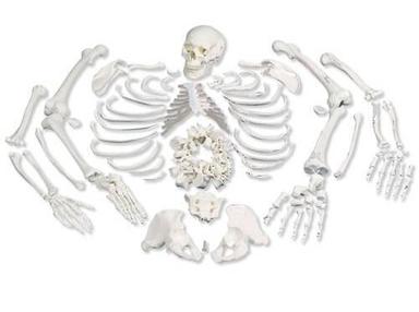 Orthopaedic Bone Models