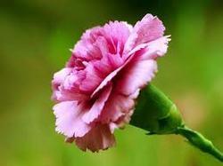 Fresh Carnation Flower