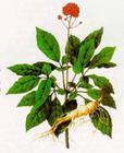 Ginseng Extract