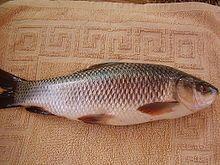 Rohu Fish