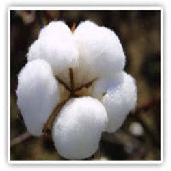 Raw Cotton