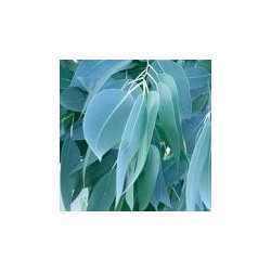 Eucalyptus Oil