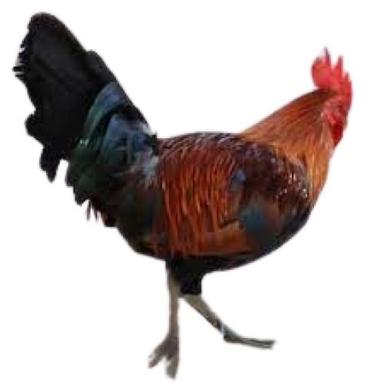 Black With Brown Male Live Country Chicken Weight: 1-1.5  Kilograms (Kg)