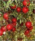 Organic Pomegranate Plantation Consultancy
