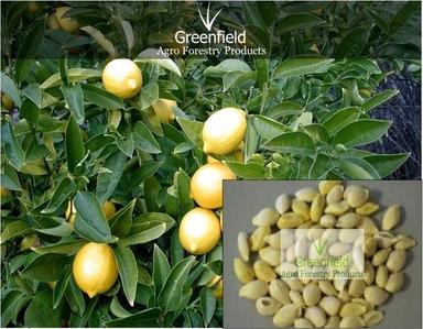 Lemon Fruit Seeds (Citrus) Purity: 80%
