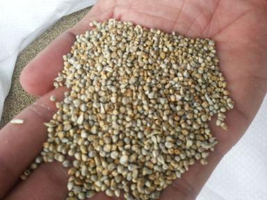 Green Millet