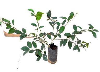 Natural Fresh Lemon Plant Size: 1 Ft