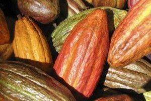 Cocoa Seed Extract (Theobromine 10-20%) - Antioxidant
