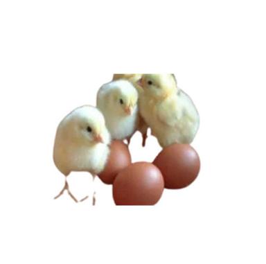 Broiler Hatching Eggs - Egg Origin: Chicken