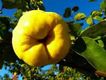 Quince Fruit