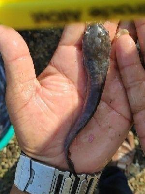 Black Mangur Fish Seeds