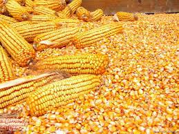 Common Yellow Corn