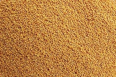 Semi-Automatic Pure Yellow Mustard Seeds