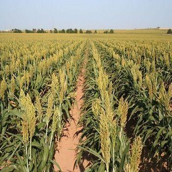 High Grade Grain Sorghum Boiling Point: 1