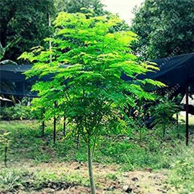 Herbal Product Dry Moringa Leave